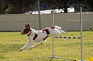 Brittany spaniel jumping (male).