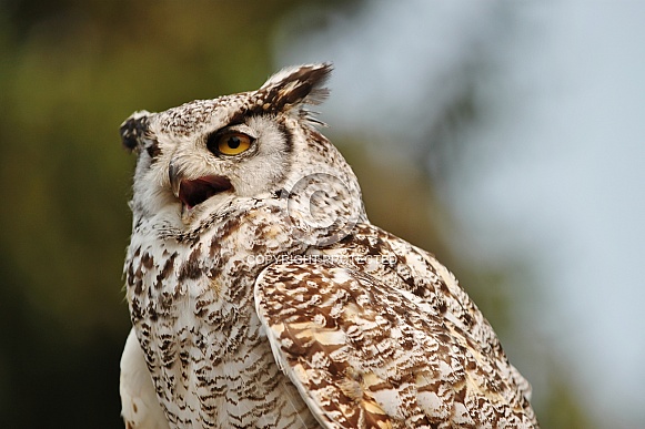 Great Horned Owl