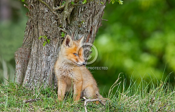 Red Fox Cub Red Fox Cub