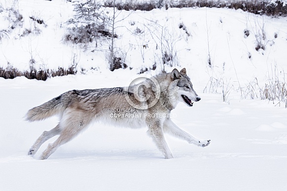 Gray Wolf Gray Wolf