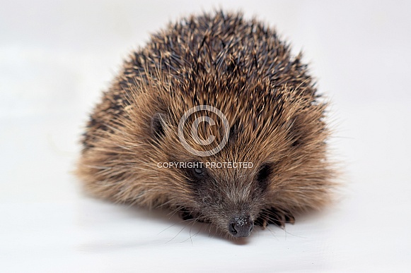 Female Hedgehog