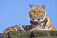Young tiger on the platform