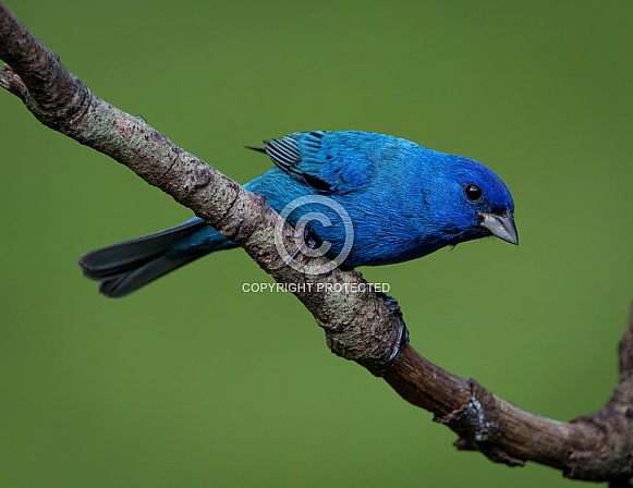 Indigo Bunting