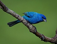 Indigo Bunting