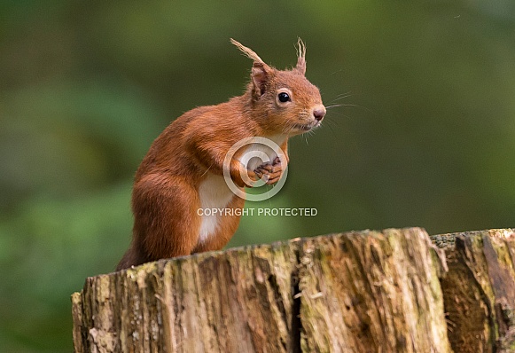 Red Squirrel