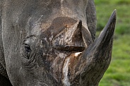 Southern White Rhino