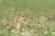 Ground Squirrel (Spermophilus)