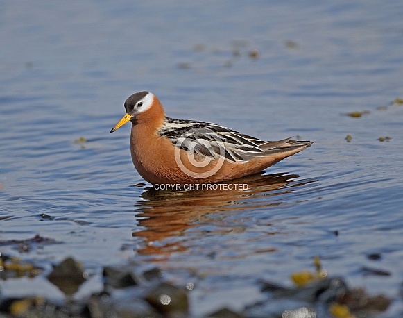 Grey Phalarope