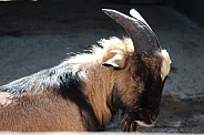 Oberhasli goat