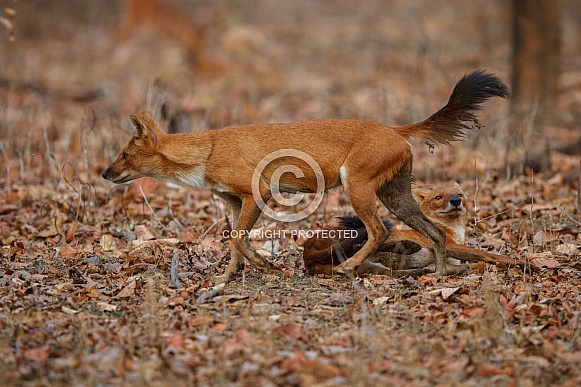 Dhoul pose in the nature habitat