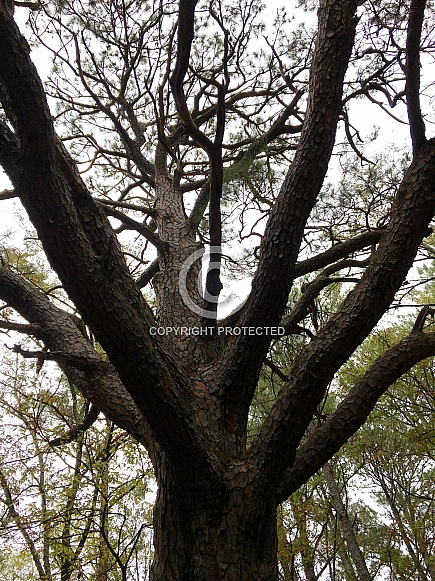 Branches and Bark of a Pine Tree Branches and Bark of a Pine Tree