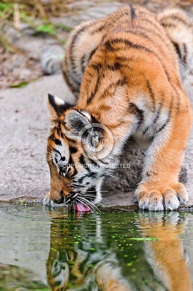 Amur Tiger