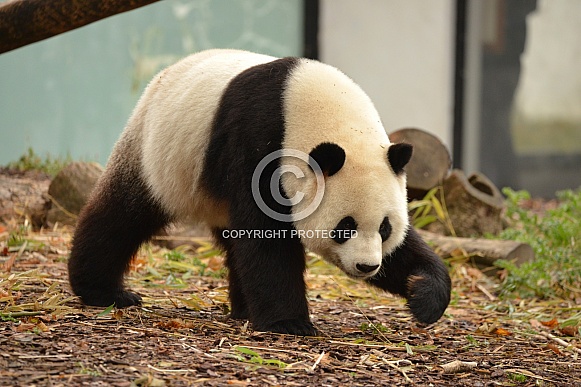 Giant Panda