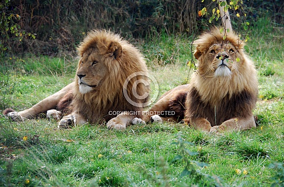 Lion