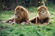 Lion