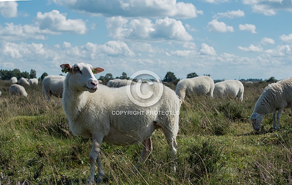 Sheep in Netherlands,field