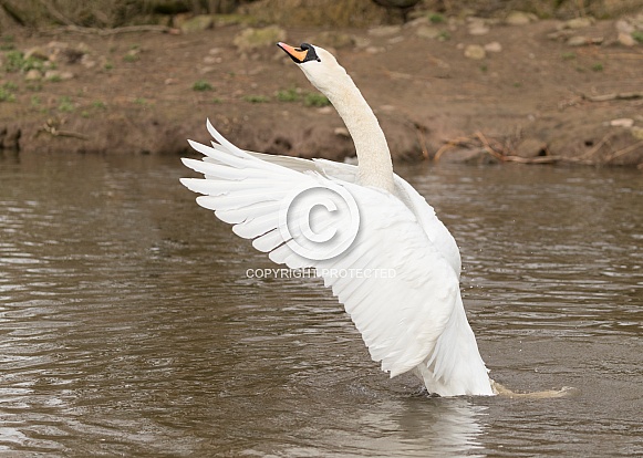 Mute Swan Stretching Forwards Mute Swan Stretching Forwards