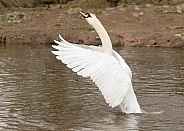 Mute Swan Stretching Forwards