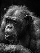 Black and white Chimpanzee