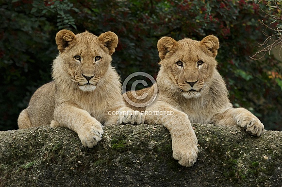 African Lion Cubs African Lion Cubs