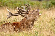 red deer