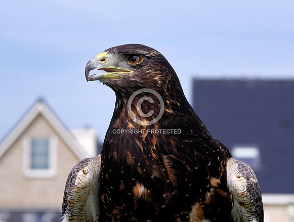 Black-chested buzzard-eagle, juvenile