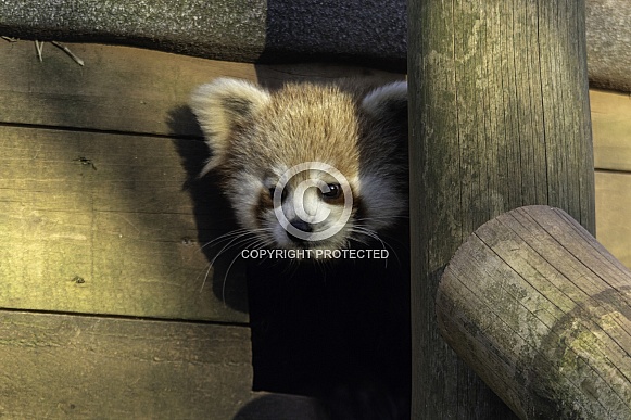 Red Panda close up