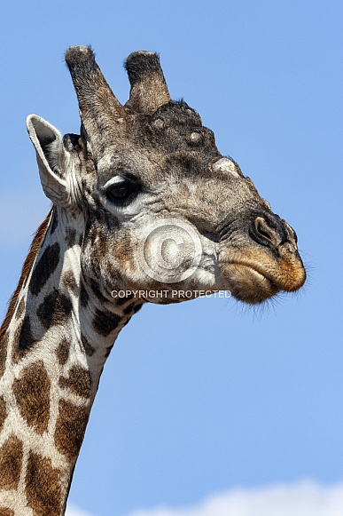 Giraffe (Giraffa camelopardalis) Giraffe (Giraffa camelopardalis)