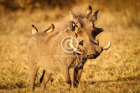 Warthog