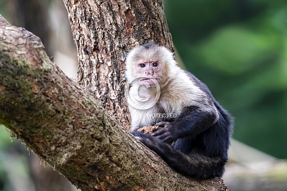 Colombian white-faced capuchin (Cebus capucinus)