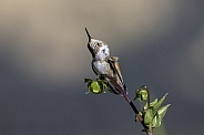 Hummingbird—Scratch That Itch