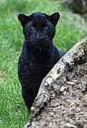 Black Leopard
