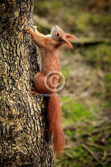 Red Squirrel