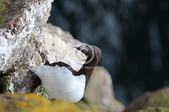 Bridled Guillemot/Common Murre