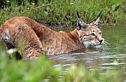 European Lynx In The Water