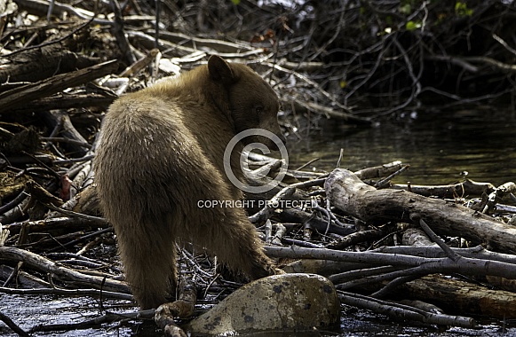 Young black bear fishing along a creek Young black bear fishing along a creek