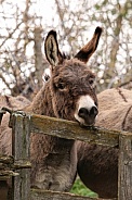 Donkey waiting at a gate