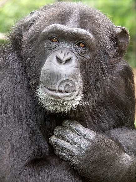 Chimpanzee (Pan troglodytes)