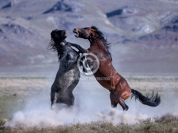 Wild Horses