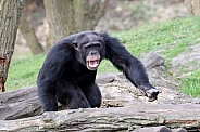 Chimpanzee (Pan troglodytes)