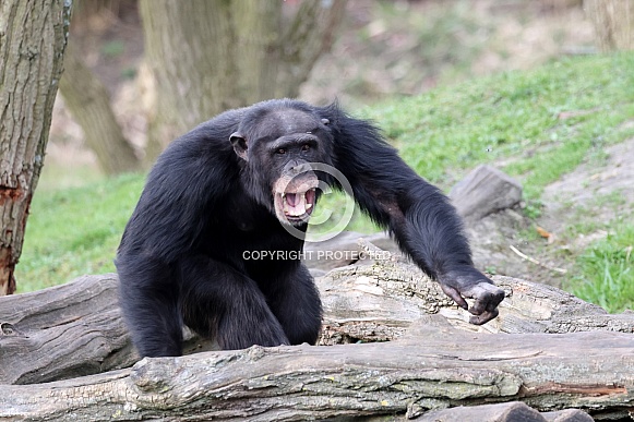 Chimpanzee (Pan troglodytes)