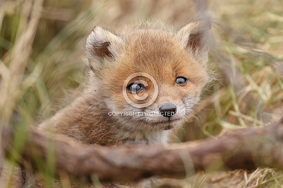 Red fox and cubs Red fox and cubs