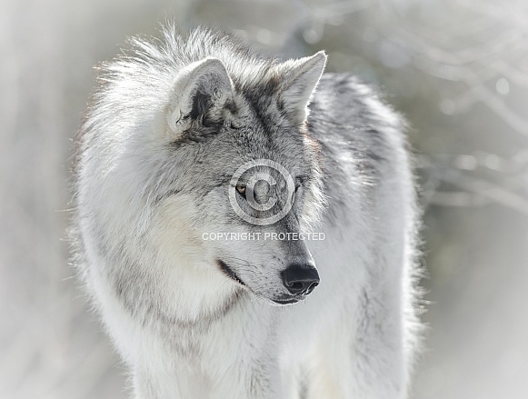 Wolf Wolf