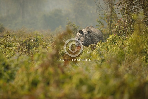 Indian rhino in the nature habitat