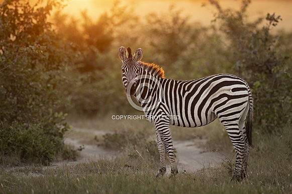 Zebra Zebra
