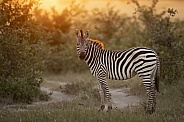 Zebra