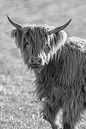 Scottish Highland Cow-Baby Highland
