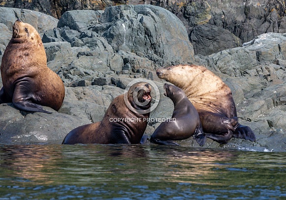 Stellar Sea Lions