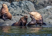 Stellar Sea Lions