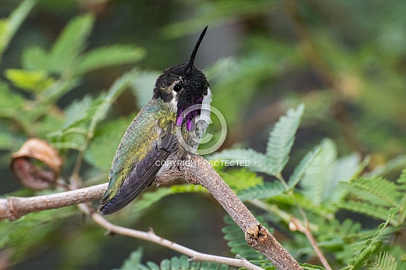 Costa's Hummingbird (Male) Costa's Hummingbird (Male)